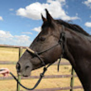 Meet your Posher, Janet